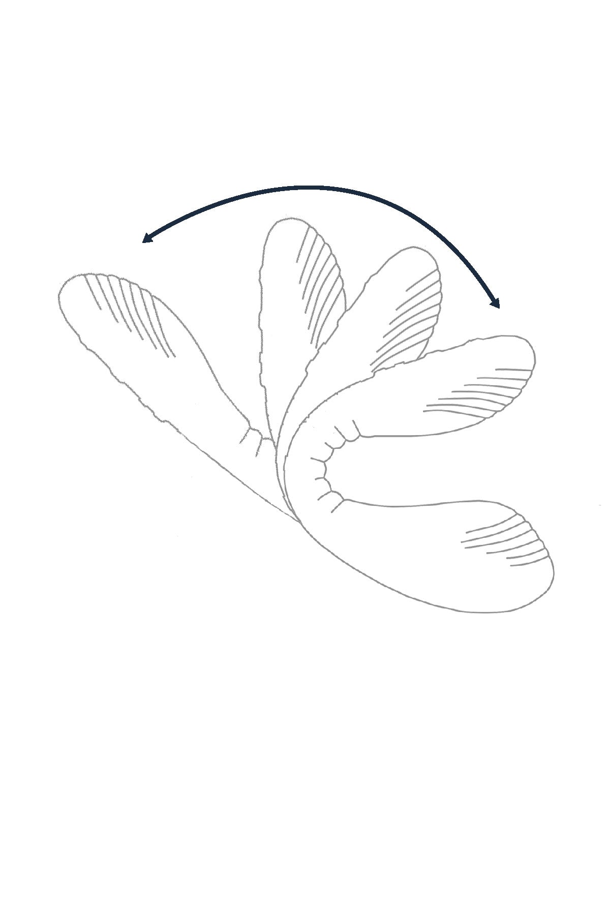 Lovense Dolce Dual-ended Vibrator Diagram | Matilda's Lifestyle